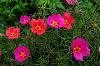 ̫������