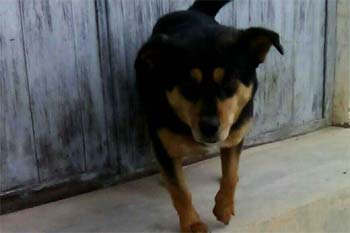 ��Ϊ����