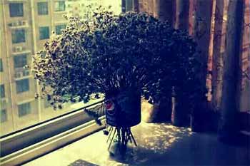 你的绚丽是我隐没的痕迹