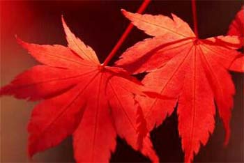 �����ı걾