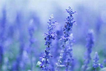 我以我情敬师恩