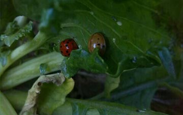 �������԰