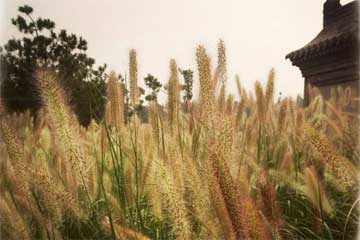 �ഺѪ��������Ұ��