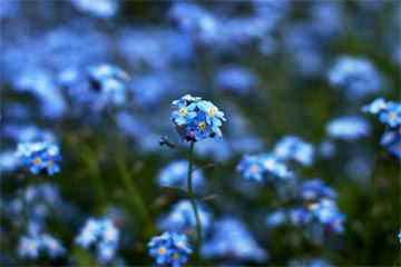 �ƹ��ղ����ĵ�