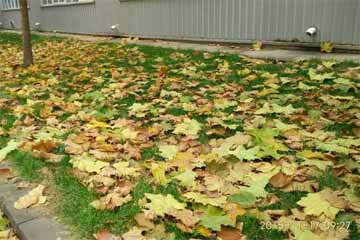 ��һ������