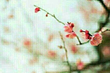 ÷��ѩ�Ķ���