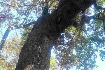 ��ɫ�����İ�Ȼ