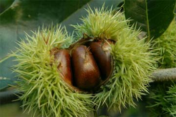 ���ӹ���ζ��