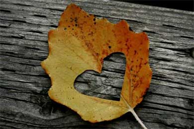 �䶯���ģ��������