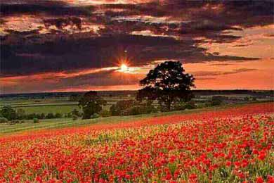 ս������