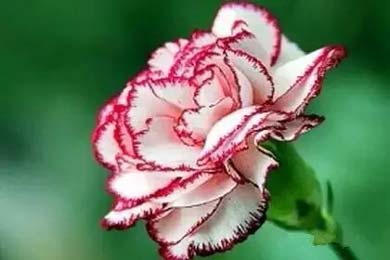 ���˵�ս��