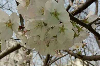 ���Ứ������ɻ�����