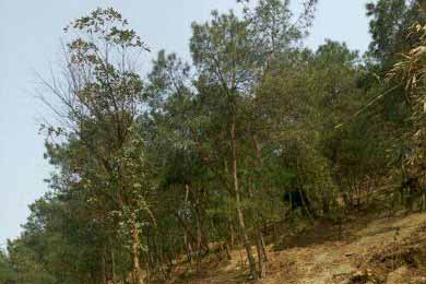 ����������ɽ