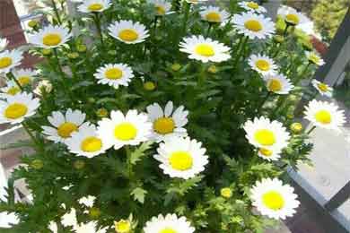 诗中有画 画中带诗