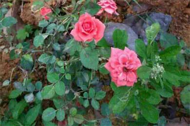 你若不伤,岁月无恙