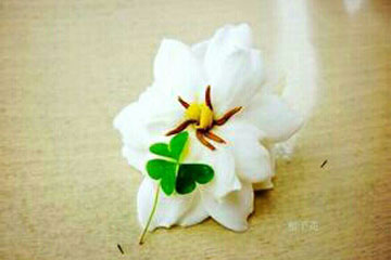 初夏,遇见栀子花开