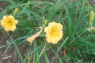 花香源自心静来