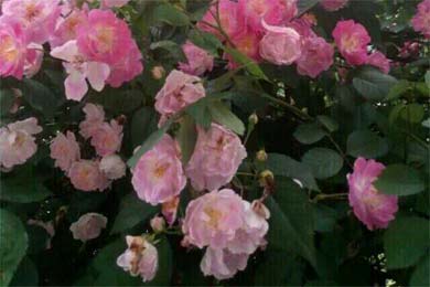 ֻ�ν�������.Ī��ѩ����̿