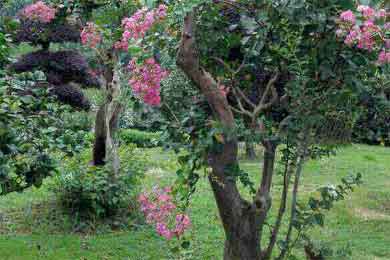 ��ޱ�������Ҷ�����