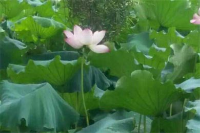 难忘夏季难忘你