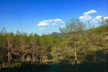 ������׸�