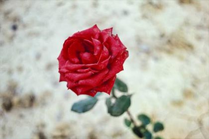 陌上暖花开,人采寒归去