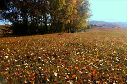 ������˼