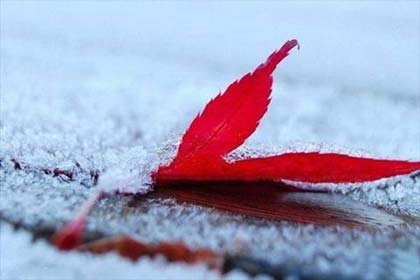 微雨醉凉,如初见你的模样