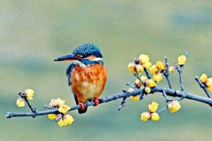 ����Ļ���( ���СƷ�� )