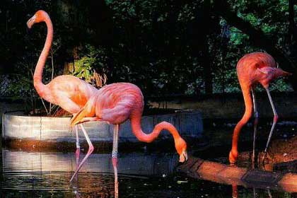 ���Ͽ����ŵ�����