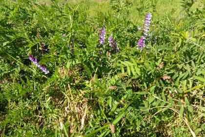 ��ԧ������С��