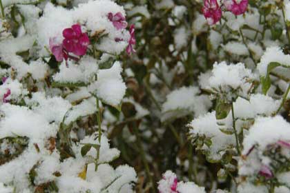 冬韵漫步的遐想