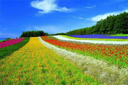 ���ڰ����������(������)