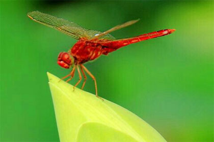 С����ʫ���������������ķ��ͼ