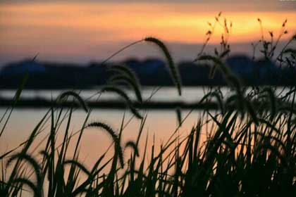 晚霞下,又听见羊儿的叫声