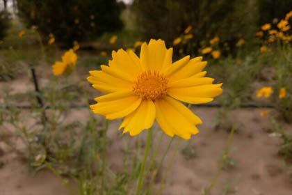 ��һ�����ж೤