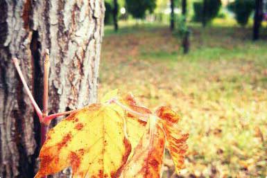 ��Ҷ���ﻨ������