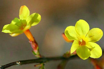 那金黄色的梅花,落了