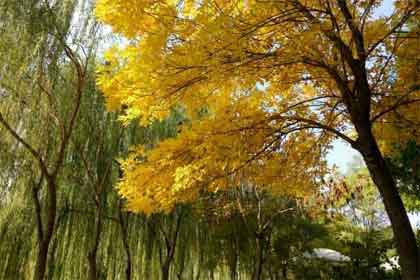 敬我的婆婆大人