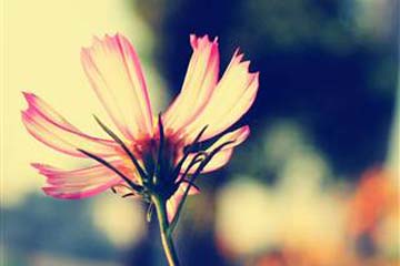 �ټ���������