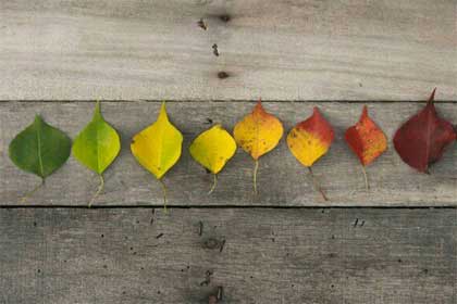 ����һ��������