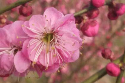 有花堪折直须折