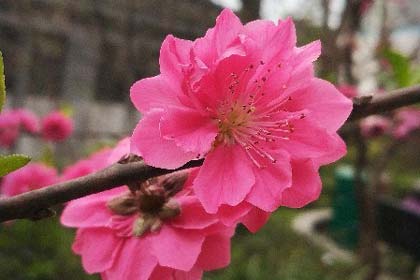 ��ɽ��������