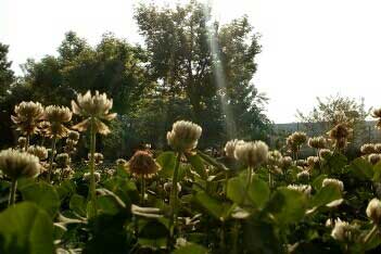 ��Щ�����İ�ֻ��Խ��Խ��