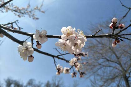 ������ٺޣ�����ɢü��