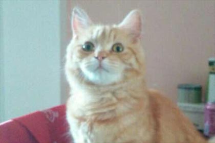 �һ����ֻ��һ������ӡ��