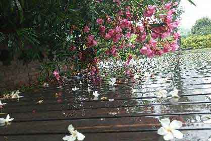 �������ɫ