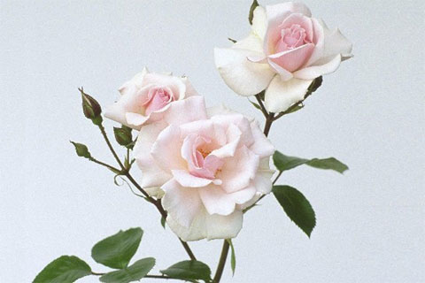 �游