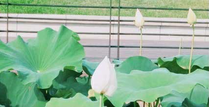 ����ˮ�� ����鳤