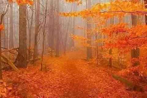 �ȷ����--������